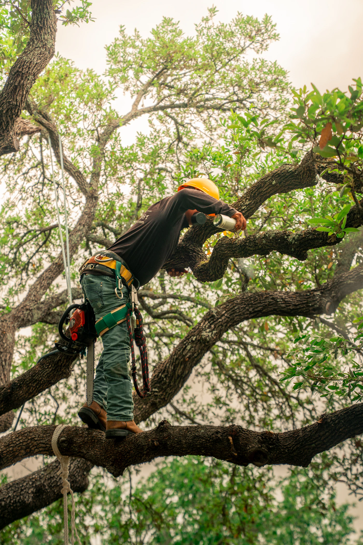 Tree pruning & trimming (sample photo)
