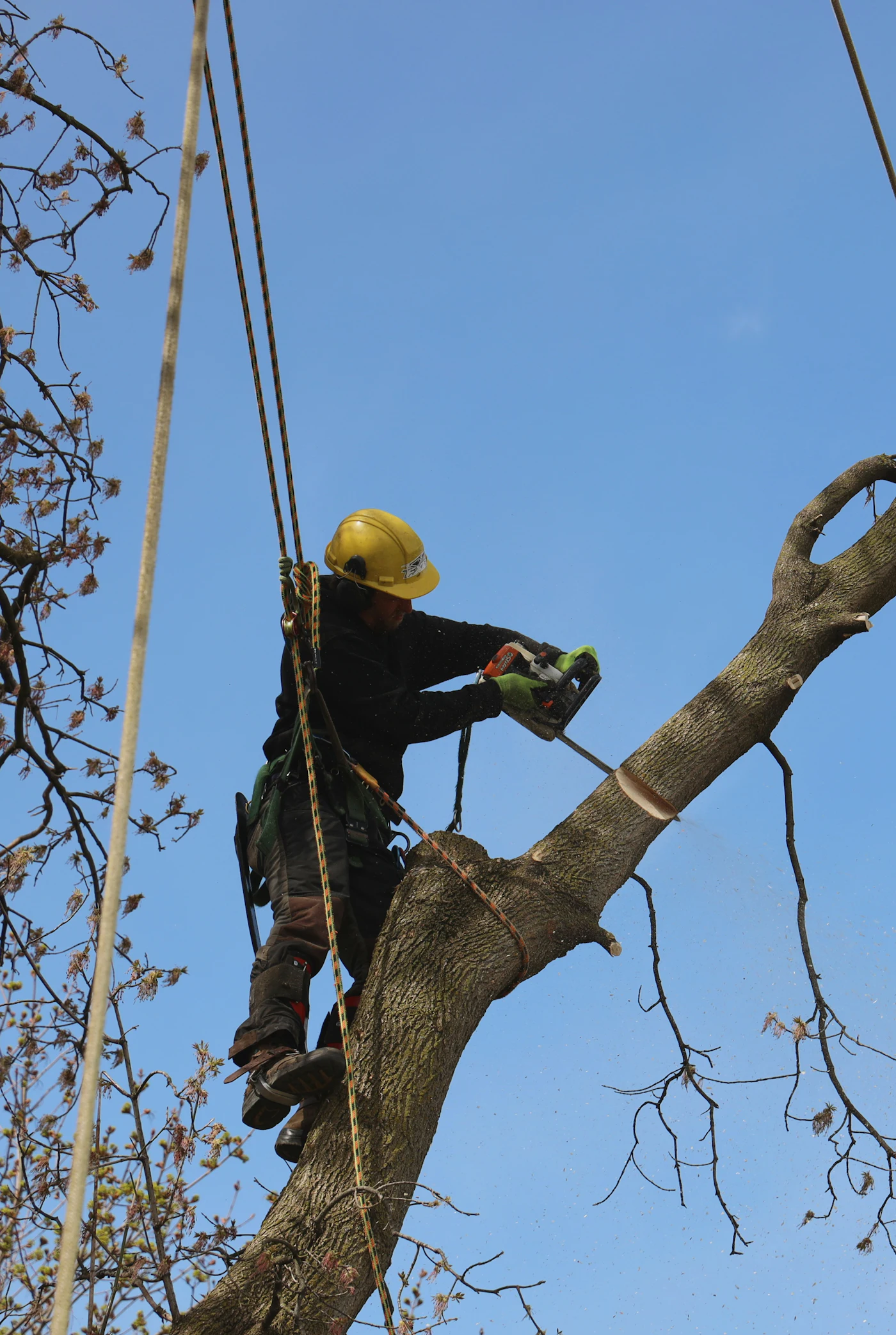 Tree climber in a yellow helmet working high in a tree