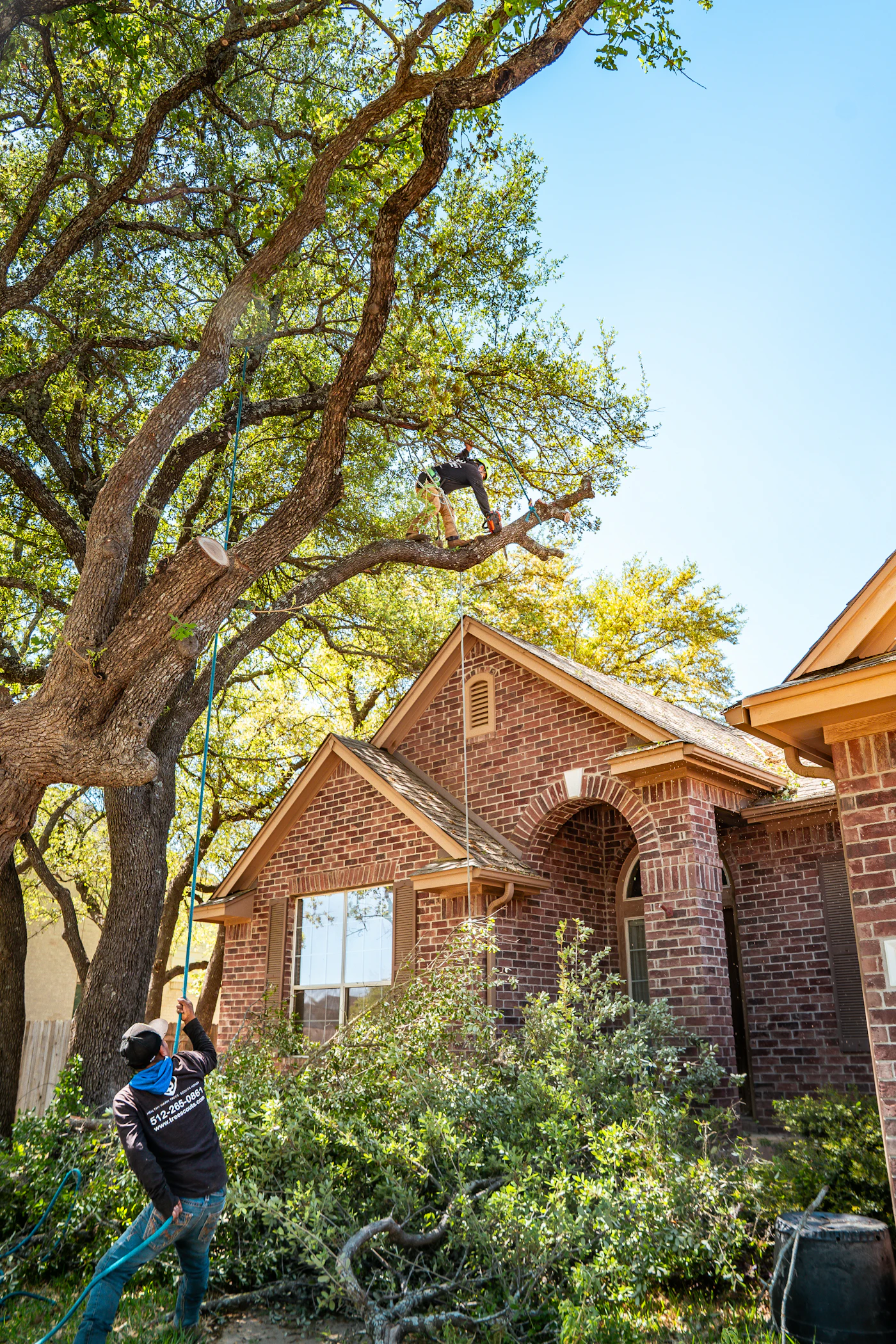 Large tree trimming (sample photo)