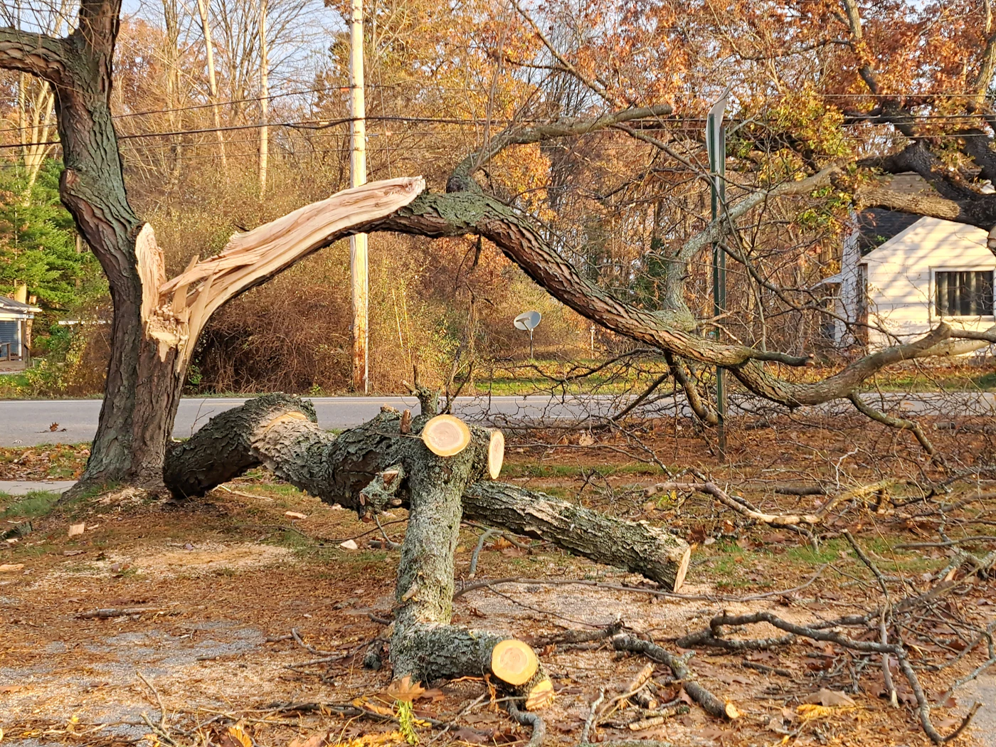 Storm-damaged tree cleanup (sample photo)